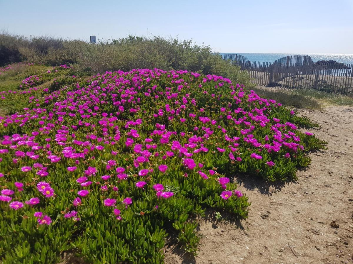 La Rose Des Sables, T2 A La Mer, Terrasse Et Garage Frontignan Exteriör bild